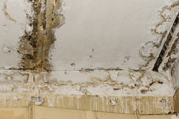  La Grande, OR Mold Removal Pros