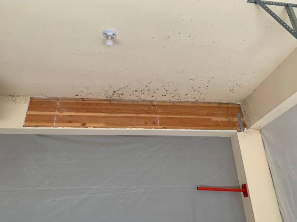 Best Mold Remediation for Healthcare Facilities  in La Grande, OR